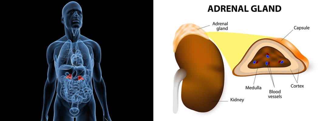 Adrenal Fatigue Does Not Exist – A Review